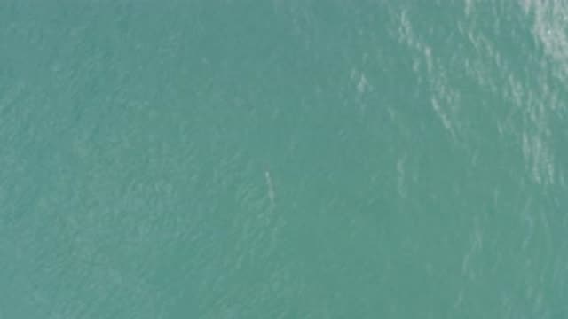 EAST CAPE BCS MEXICO-2019: Amazing Aerial Footage Of Needle Fish In East Cape