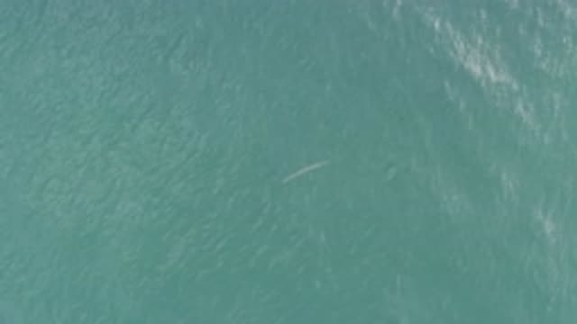 EAST CAPE BCS MEXICO-2019: A Grey Fish Is In Rough Sea Not Moving Forward But