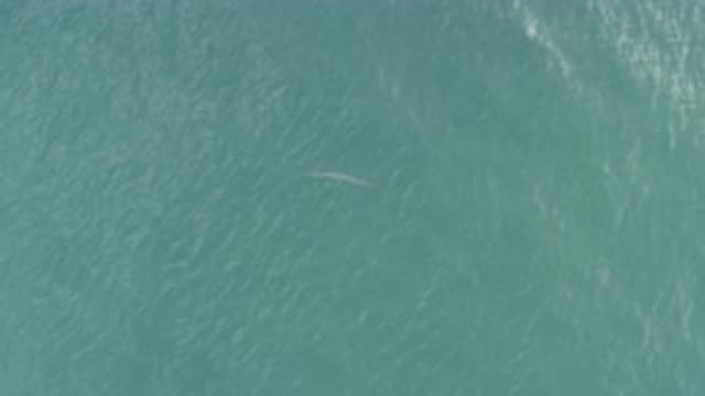 EAST CAPE BCS MEXICO-2019: A Small Fish Swims Through Water