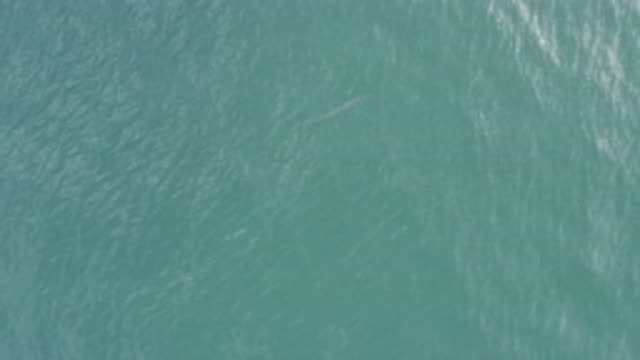 EAST CAPE BCS MEXICO-2019: Small Fish Spotted Swimming In Deep Green Clean Water