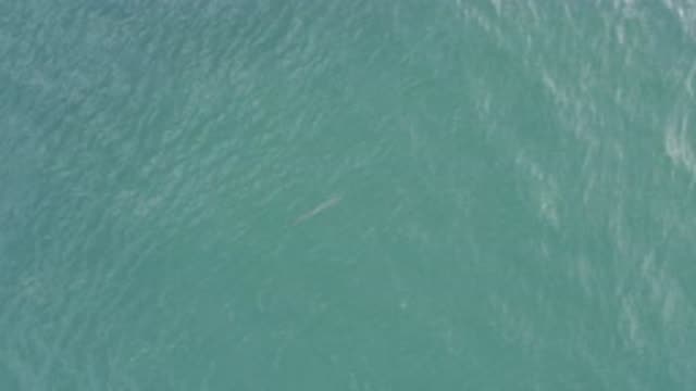 EAST CAPE BCS MEXICO-2019: A Tadpole Swimming Freely In Its Habitat