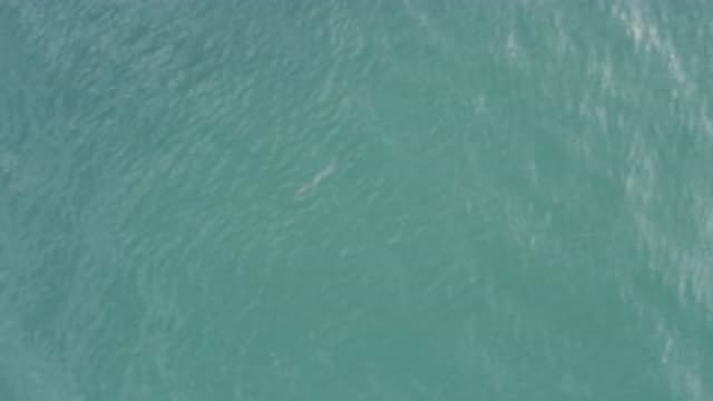EAST CAPE BCS MEXICO-2019: Adult and Calf Whale Swimming at Surface of Open Ocean