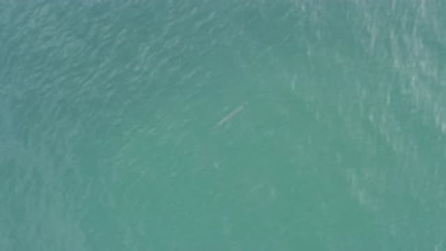EAST CAPE BCS MEXICO-2019: Strange Footage Of A Fish Caught In The Ocean