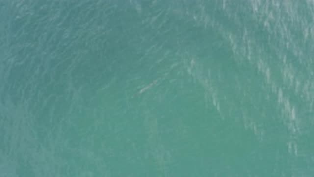 EAST CAPE BCS MEXICO-2019: A Fish Swimming Under the Green Blue Water During the