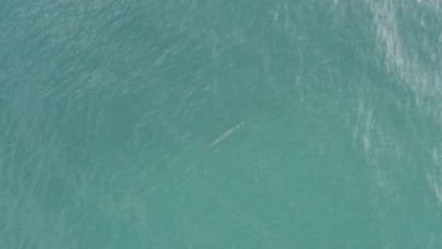 EAST CAPE BCS MEXICO-2019: Blue Fish Alone In The Sea Searching For Food And His