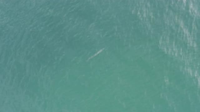 EAST CAPE BCS MEXICO-2019: Odd Animal Found In The Sea