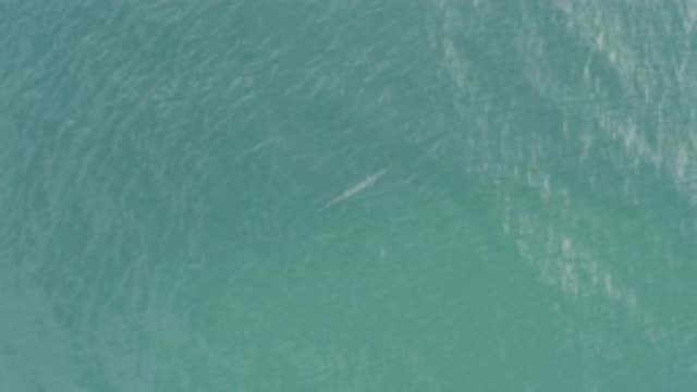 EAST CAPE BCS MEXICO-2019: Aerial View of Fish Under Big Blue Ocean
