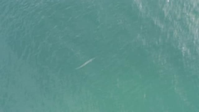 EAST CAPE BCS MEXICO-2019: A Skinny Fish Swims In Water