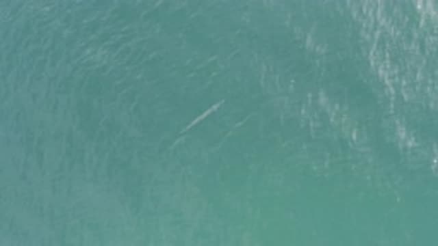 EAST CAPE BCS MEXICO-2019: Floating Object In Clear And Gentle Sea