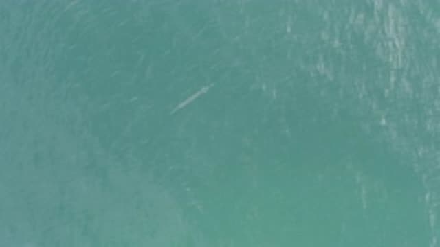 EAST CAPE BCS MEXICO-2019: A Shark Is Moving In The Blue Crystalline Water Of