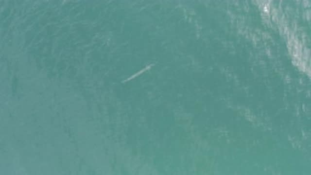 EAST CAPE BCS MEXICO-2019: Observing a Small and Long Fish Swimming in the Ocean