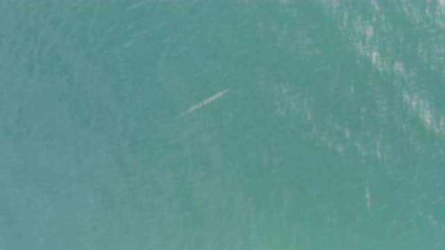 EAST CAPE BCS MEXICO-2019: A Large Fish Moves Slowly Underwater In Almost Clear
