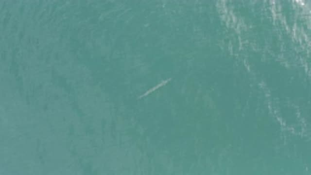EAST CAPE BCS MEXICO-2019: Fish In The Water Being Monitored By A Camera