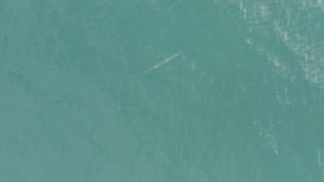 EAST CAPE BCS MEXICO-2019: Vision With Fish At Sea