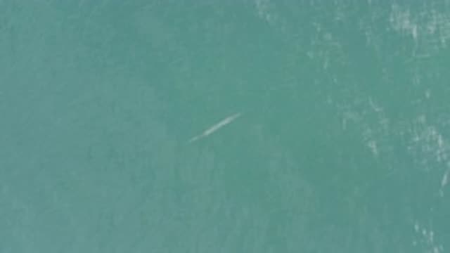 EAST CAPE BCS MEXICO-2019: Little Fish in a Big Deep Ocean