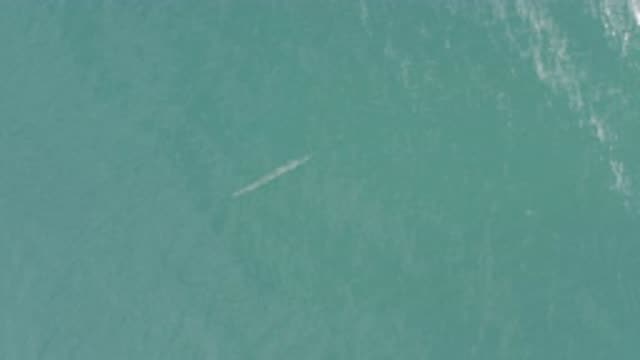 EAST CAPE BCS MEXICO-2019: An Aerial Camera Filming a Thin Fish in the Blue Sea