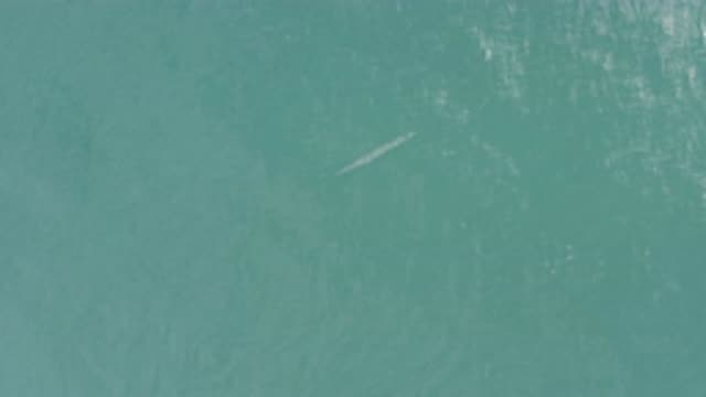 EAST CAPE BCS MEXICO-2019: Footage Showing A Strange Fish Swimming On The Water