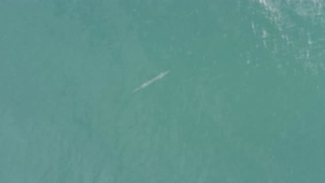 EAST CAPE BCS MEXICO-2019: Sleek And Long Silver Fish Or Eel Seen In The