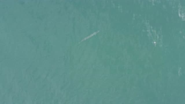 EAST CAPE BCS MEXICO-2019: Top View Of A Large Skinny Animal In The Ocean