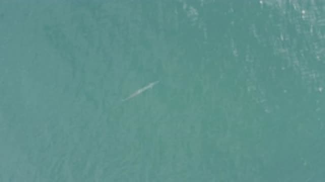 EAST CAPE BCS MEXICO-2019: A Big Fish In The Sea During A Sunny Day