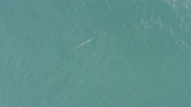 EAST CAPE BCS MEXICO-2019: Whales Swimming in the Ocean