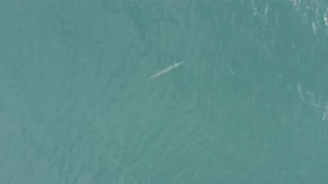 EAST CAPE BCS MEXICO-2019: A Fish Is Floating In Rippling Water Close To The Surface
