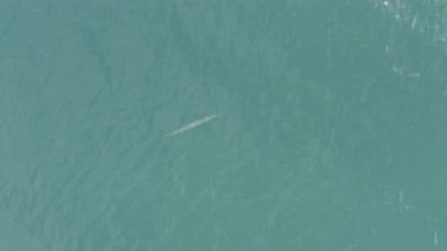EAST CAPE BCS MEXICO-2019: A Fish Is Swimming In Calm And Cool Tropical Water