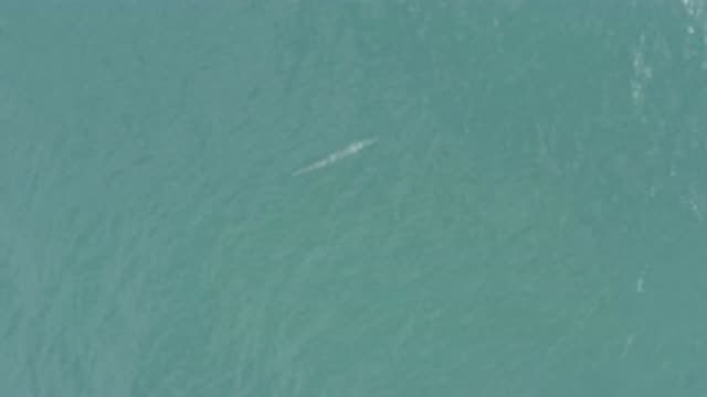 EAST CAPE BCS MEXICO-2019: A Fish Resembling a Submarine Swimming in Blue Water