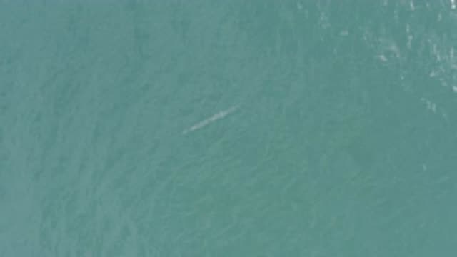 EAST CAPE BCS MEXICO-2019: Top Down Shot Of A Thin Fish In Blue Water