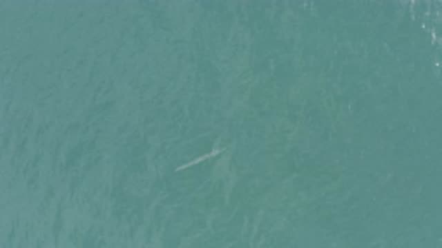 EAST CAPE BCS MEXICO-2019: View Of Small Fish On A Blue-Green Ocean