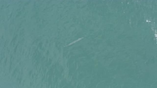EAST CAPE BCS MEXICO-2019: Large Fish Caught On The Camera Swimming Freely Down