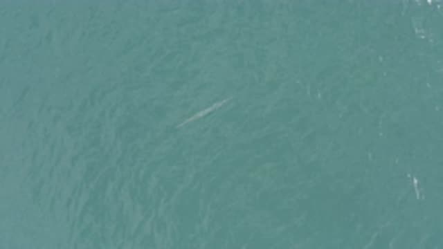 EAST CAPE BCS MEXICO-2019: A Long Fish-Like Creature Gliding Beneath the Surface