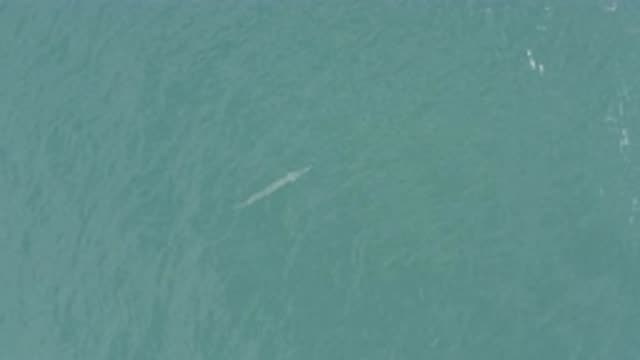 EAST CAPE BCS MEXICO-2019: A Fish Is Swimming In The Ocean Which Has A Very