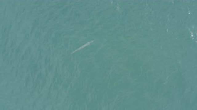 EAST CAPE BCS MEXICO-2019: Moving Sea With Something Submerged