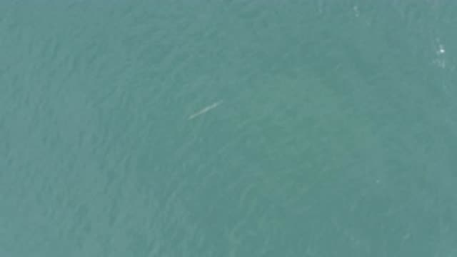 EAST CAPE BCS MEXICO-2019: Video Of A Small Fish Still In The Clean Ocean