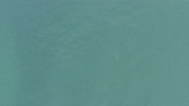 EAST CAPE BCS MEXICO-2019: Something Beautiful Is Happening In The Water It