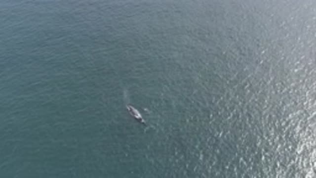 EAST CAPE BCS MEXICO-2019: Unidentified Aircraft Shoots Video Of Lone Whale Spouting