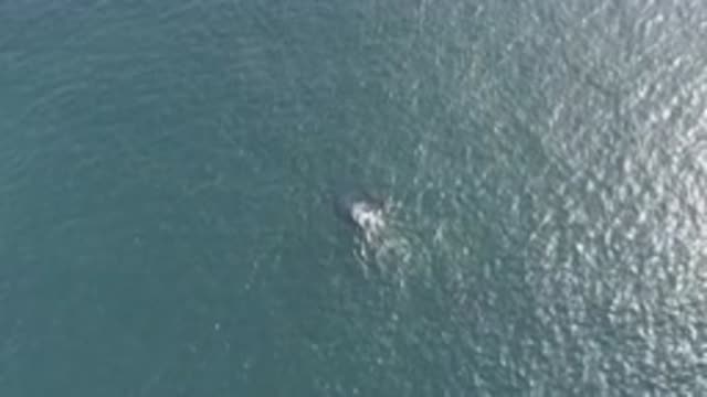 EAST CAPE BCS MEXICO-2019: Whale Diving in the Sea
