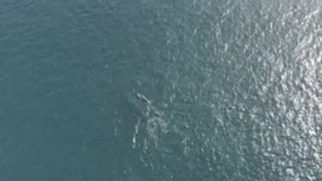 EAST CAPE BCS MEXICO-2019: Aerial View Of Whale Swimming In Clear Open Ocean