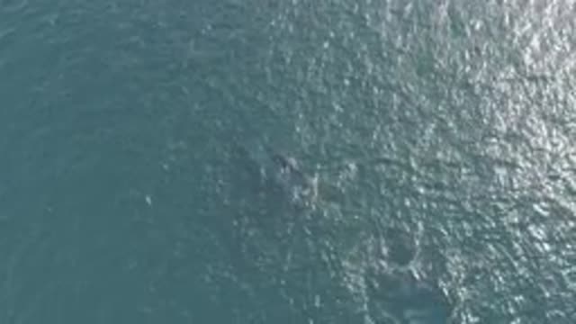 EAST CAPE BCS MEXICO-2019: A Whale Roaming Free Along the Perfectly Blue Marine