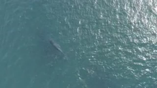 EAST CAPE BCS MEXICO-2019: Massive Whale Swimming In Blue-Green Ocean Water On A