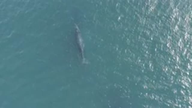 EAST CAPE BCS MEXICO-2019: A Small Fish Is Swimming In The Sea With Pure And