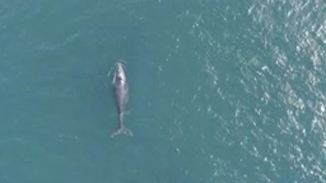 EAST CAPE BCS MEXICO-2019: Large Whale Caught On Drone Video When Coming To Surface