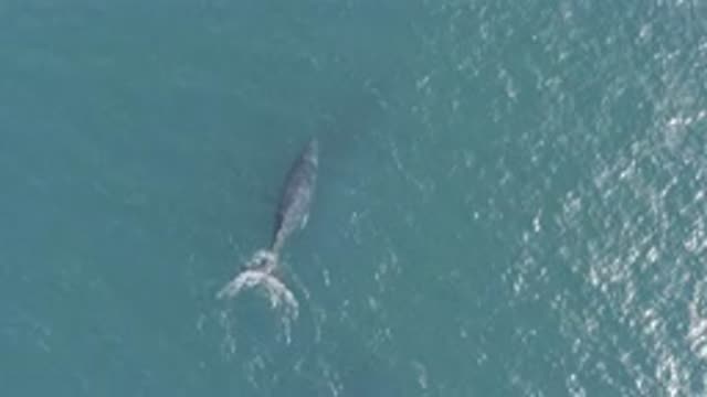 EAST CAPE BCS MEXICO-2019: Birds-Eye View Of One Whale Swimming From Above In