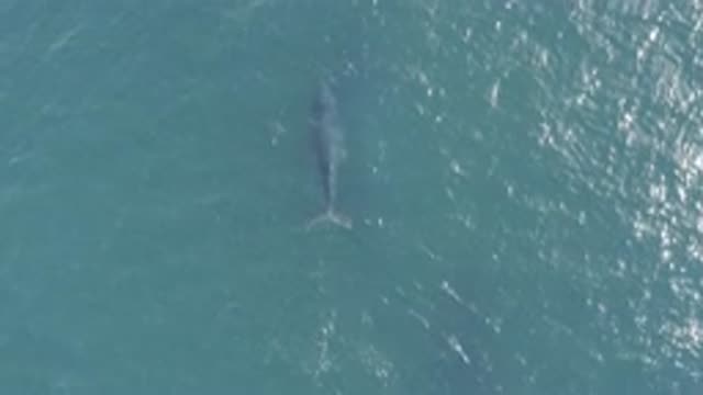 EAST CAPE BCS MEXICO-2019: A Dolphin Is Swimming In The Large Area In The Sea On