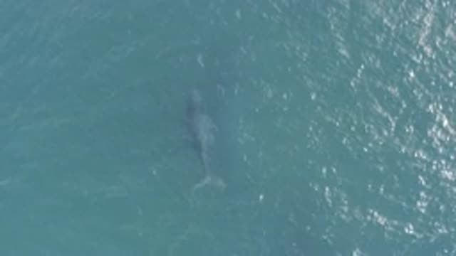 EAST CAPE BCS MEXICO-2019: Vision Of The Sea And A Whale Swimming In The Waters