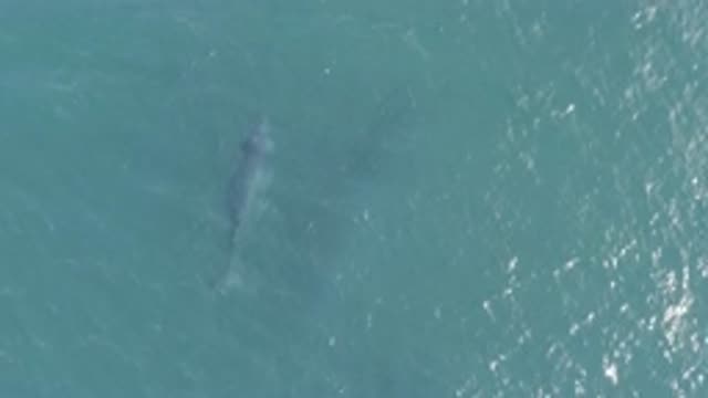 EAST CAPE BCS MEXICO-2019: Gray Massive Whale On A Massive Deep Ocean