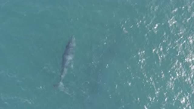 EAST CAPE BCS MEXICO-2019: Blue Whale Floating In A Crystal Clear Ocean During
