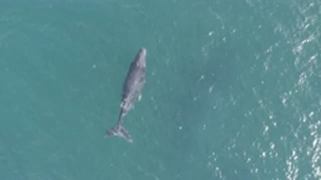 EAST CAPE BCS MEXICO-2019: Aerial Shot Of A Whale Spouting Water In The Ocean