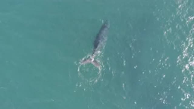 EAST CAPE BCS MEXICO-2019: A Drone Shot Of A Dolphin Or Whale Going Beneath The Surface